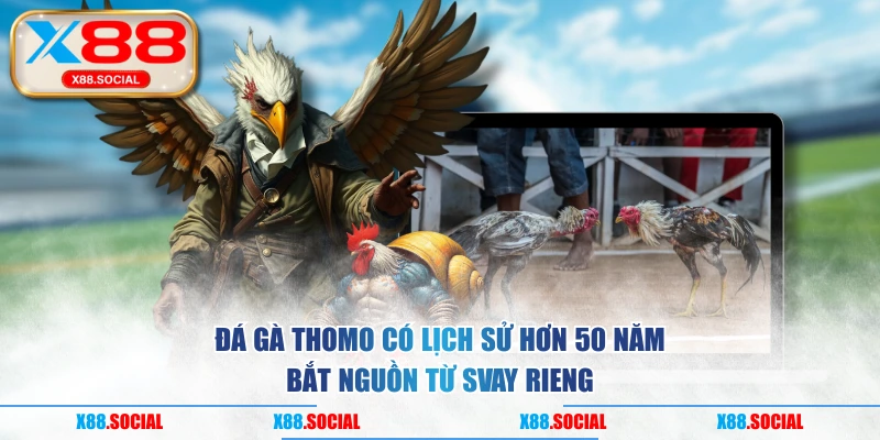 Đá gà Thomo có lịch sử hơn 50 năm bắt nguồn từ Svay Rieng
